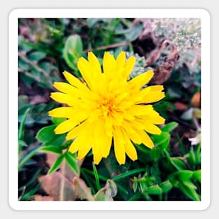 Happy dandelion Magnet